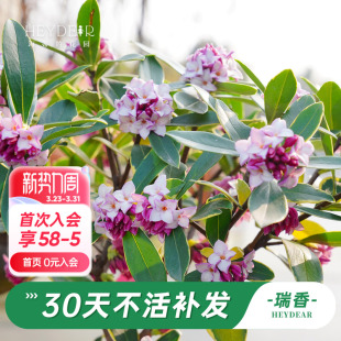 海蒂 开花植物阳台庭院开花绿植 花园旗舰店瑞香花卉盆栽冬季