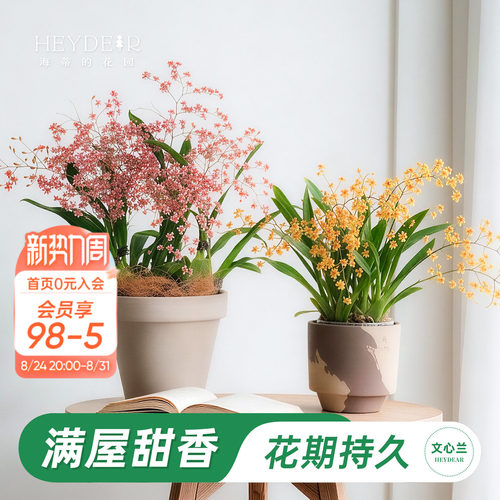 梦香文心兰室内开花香气四溢