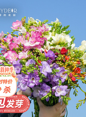 海蒂的花园旗舰店香雪兰小苍兰种球多年生花卉盆栽植物球根