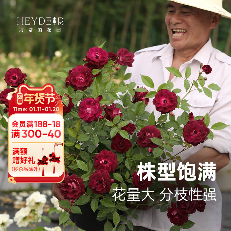 海蒂的花园葡萄冰山灌木月季可做藤本四季好养开花植物花卉盆栽苗,鲜花速递/花卉仿真/绿植园艺,月季/蔷薇/玫瑰,淘宝优惠券,粉丝福利购,淘宝优惠卷