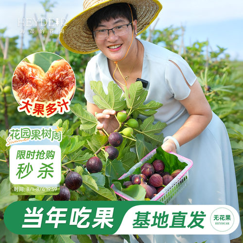 基地自产无花果苗保证对版