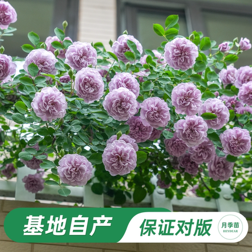 海蒂的花园蓝色阴雨月季