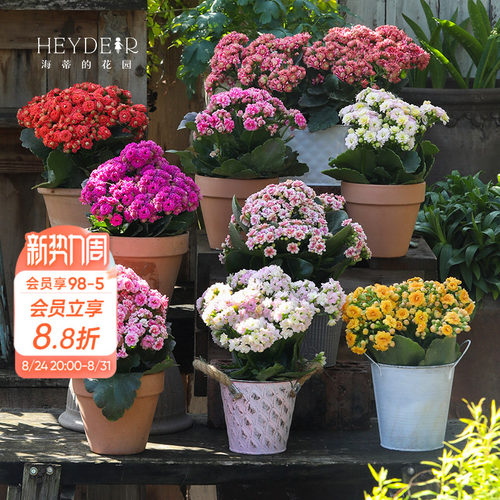 海蒂的花园官方旗舰店长寿花盆栽室内阳台桌面植物花卉带花苞发货