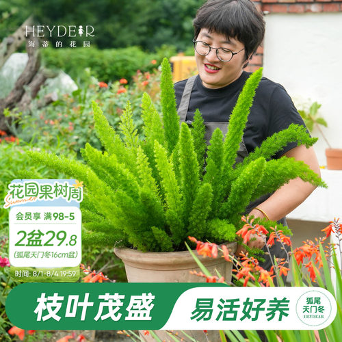 狐尾天门冬常绿观叶植物庭院盆栽