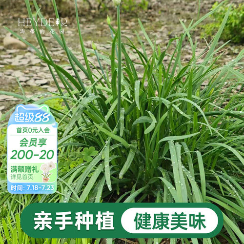海蒂的花园 韭菜苗带土菜苗盆栽苗易养多年生家庭阳台庭院蔬菜苗