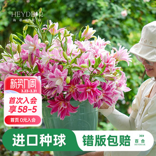 海蒂 花园旗舰店香水百合种球重瓣春百合进口球根好养花园庭院花