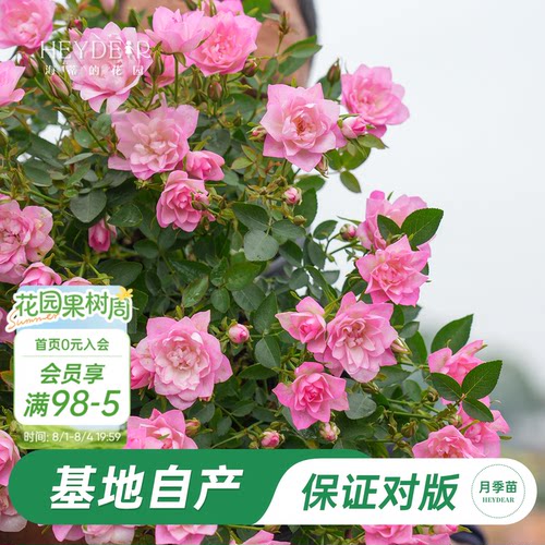 天荷微型月季丰花粉色