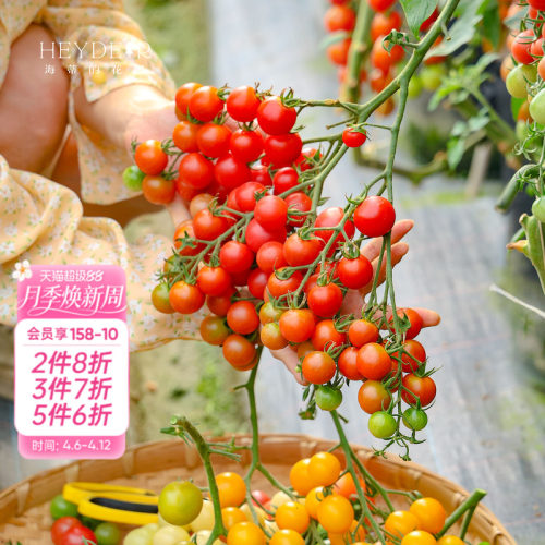 大苗！今年结果番茄西瓜苗