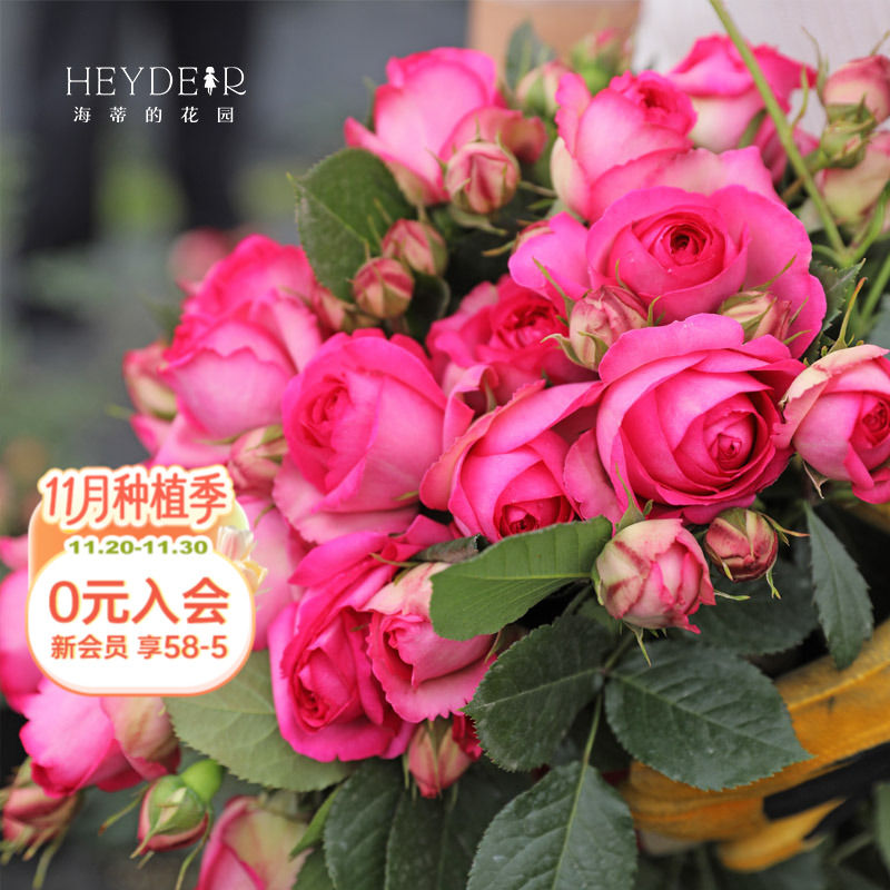 海蒂的花园深粉龙沙宝石爬藤月季拱门花墙植物阳台庭院花卉盆栽苗