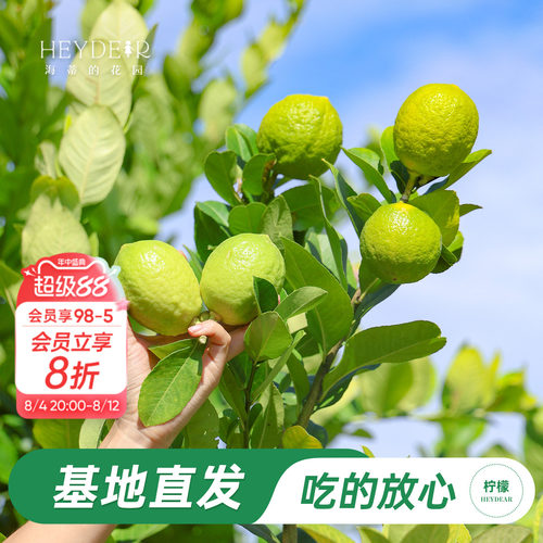 香水柠檬树树苗植物盆栽