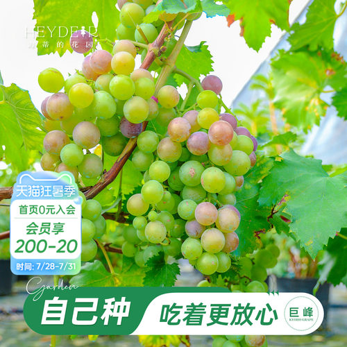 海妈家巨峰葡萄当年可结果