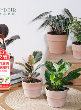 海蒂的花园旗舰店室内植物盆栽龟背竹秋海棠蔓绿绒办公室桌面绿植