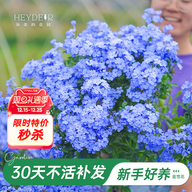 海蒂阳台蓝雪花海蒂的花园