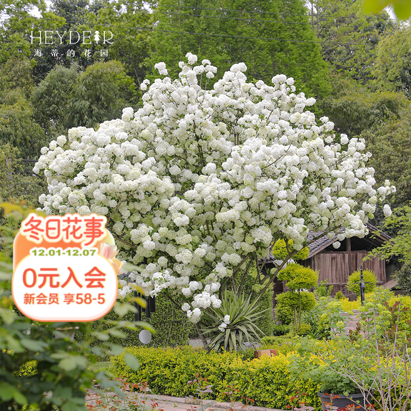 海蒂的花园中华木绣球木本花卉