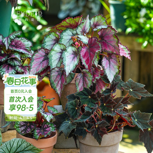 办公桌绿植室内栽种养护轻松