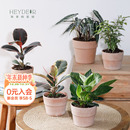 海蒂 花园旗舰店室内植物盆栽龟背竹铂金钻蔓绿绒桌面小绿植办公