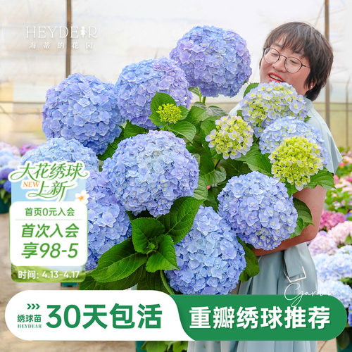海蒂的花园重瓣绣球阳台庭院可种