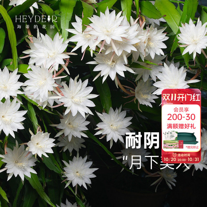 海蒂的花园旗舰店小叶昙花盆栽苗鱼骨令箭阳台庭院耐阴植物花卉