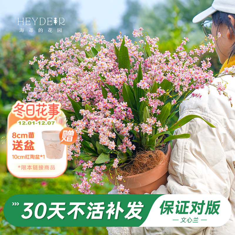 梦香文心兰室内开花香气四溢