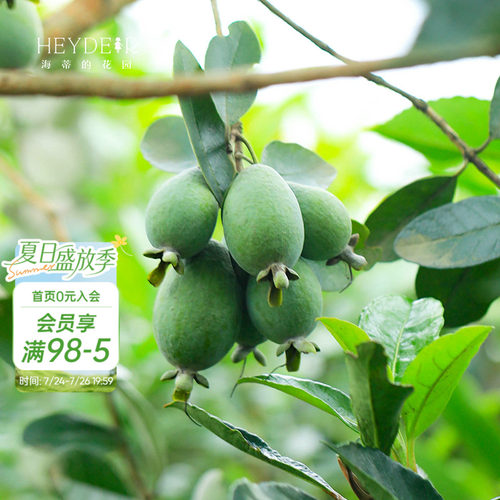 海蒂的花园菲油果果树果苗