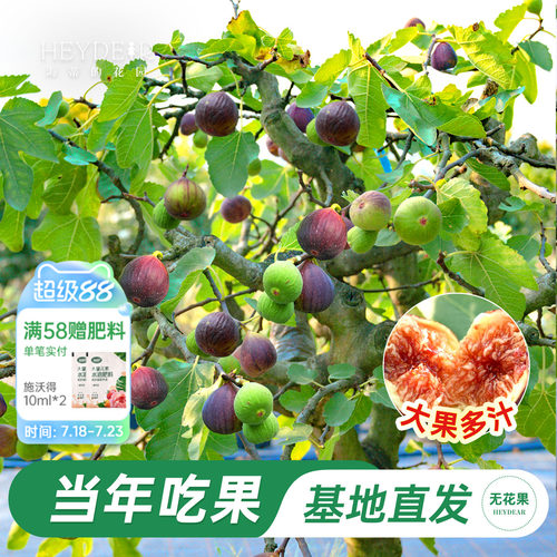 无花果盆栽大果特级高品质易养活