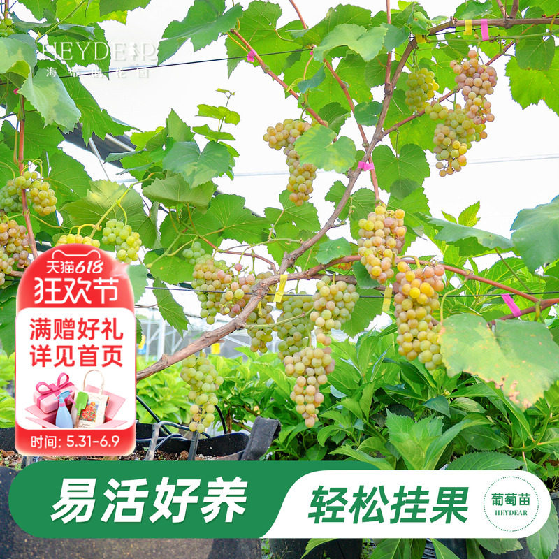 海蒂的花园旗舰店葡萄树苗茉莉香阳光玫瑰夏黑南方北方爬藤盆栽