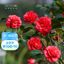 海蒂的花园茶花盆栽山茶花大花树苗庭院阳台多季开花植物四季常绿