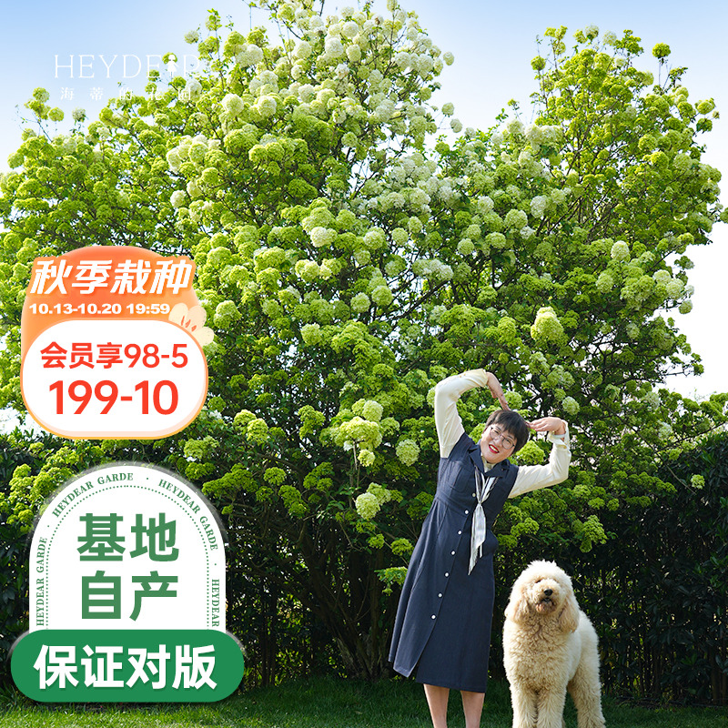 中华木绣球海蒂的花园