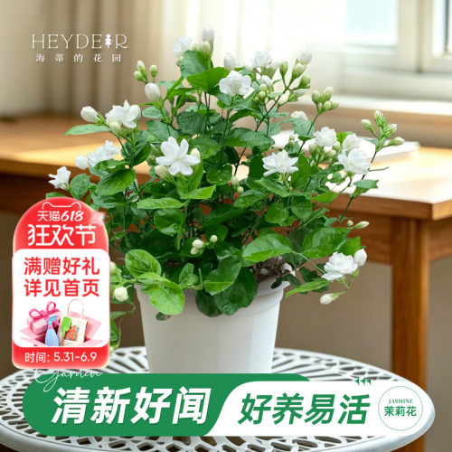 海妈家茉莉花小苗带花苞