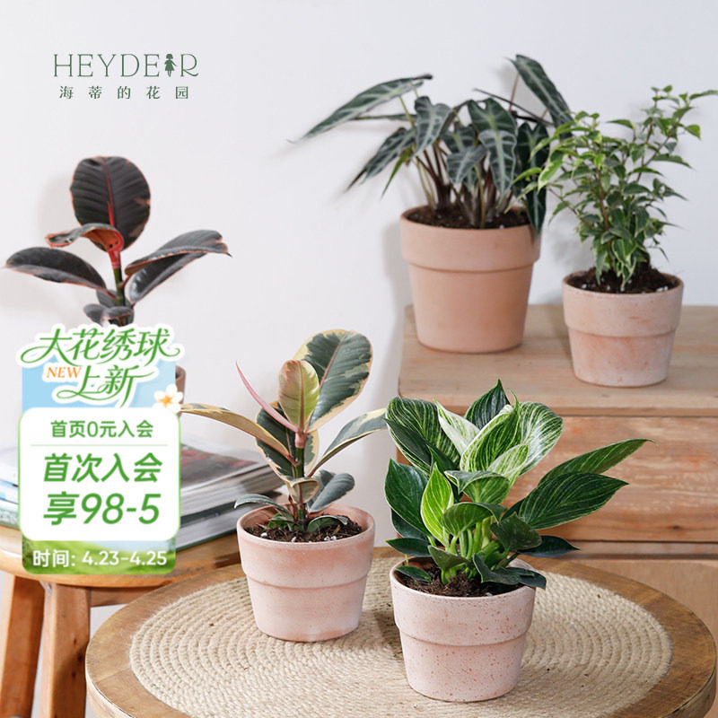 海蒂的花园旗舰店室内植物盆栽龟背竹秋海棠蔓绿绒办公室桌面绿植