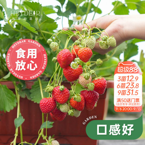 基地自产草莓苗安全可食用