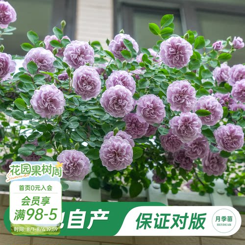 海蒂的花园蓝色阴雨月季