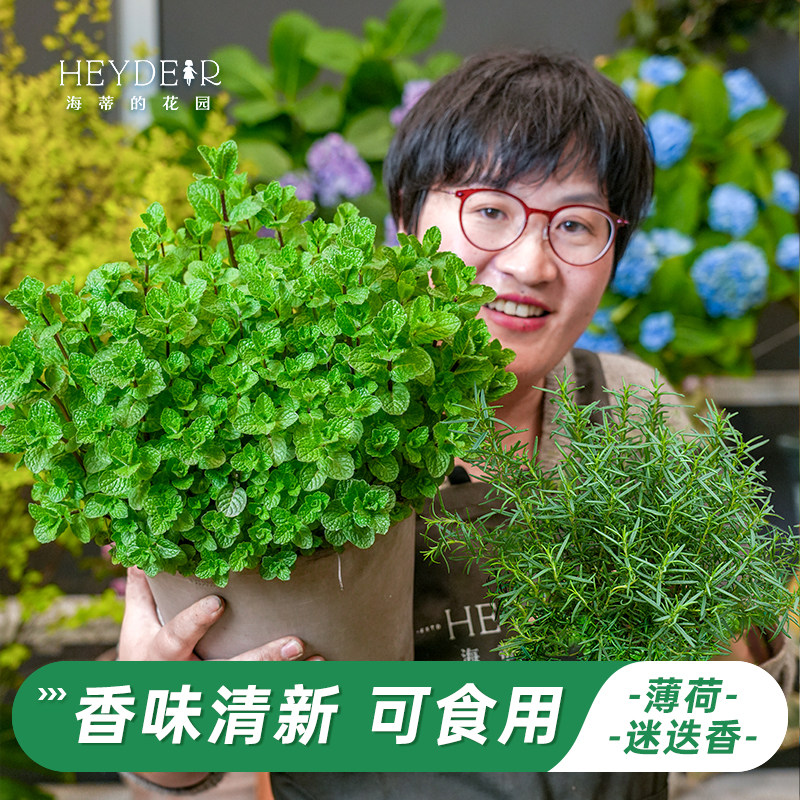 海蒂的花园旗舰店薄荷盆栽可食用新鲜迷迭香盆栽猫薄荷厨房薄荷苗