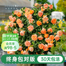 海蒂的花园旗舰店月季花苗盆栽带花苞果汁阳台小苗爬藤花卉植物