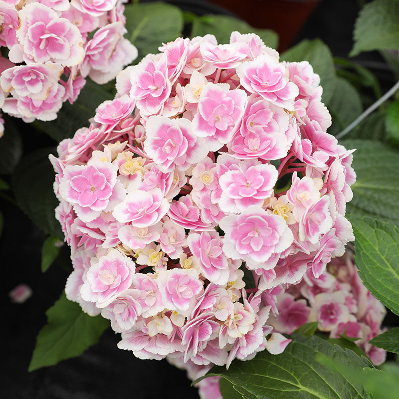 海蒂的花园 梦心地新品重瓣大花绣球阳台庭院好养花卉植物盆栽苗