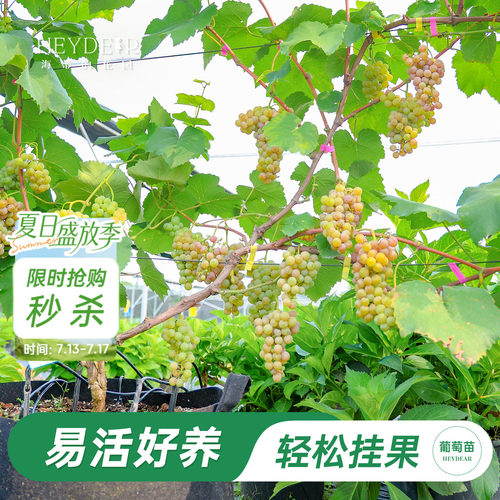 海蒂的花园葡萄苗包对版可结果