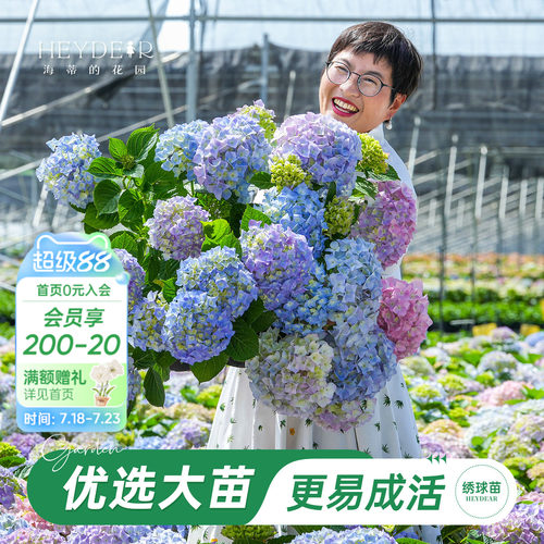 海妈家自产绣球花苗新手易养