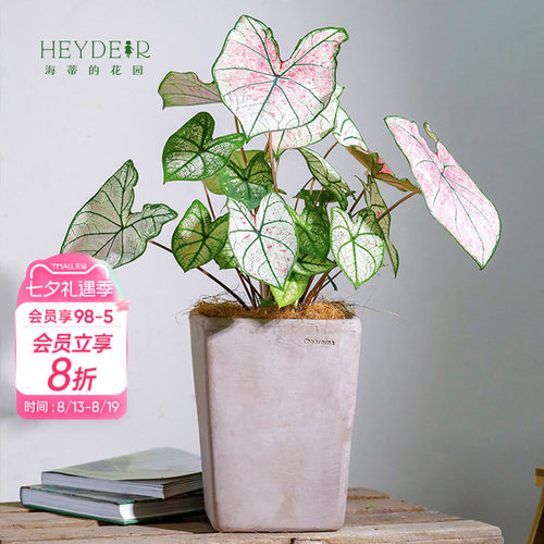 彩叶芋办公室桌面观叶植物