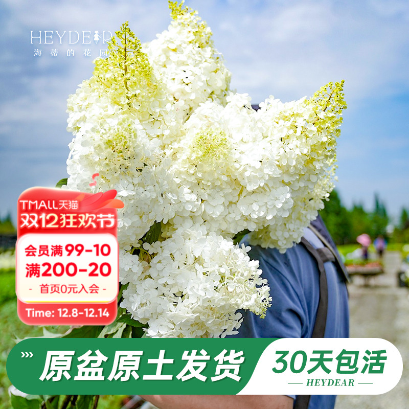 耐寒耐晒绣球北方地区露地过冬