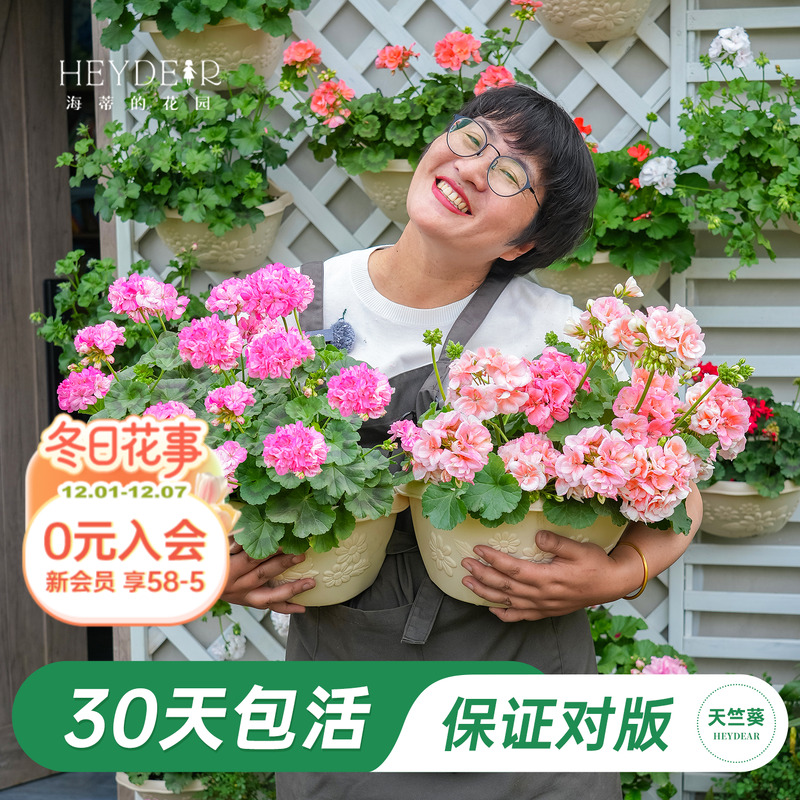 海妈家天竺葵多季节开花包对版