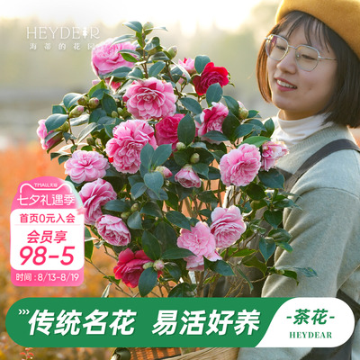 茶花盆栽带花苞30天不活包赔