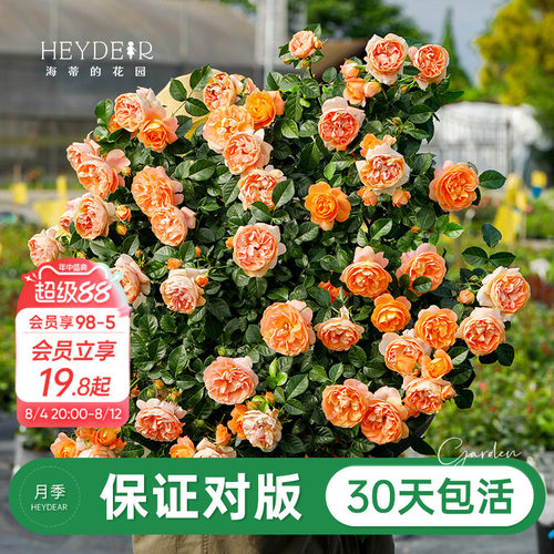 品牌优选月季30天包活
