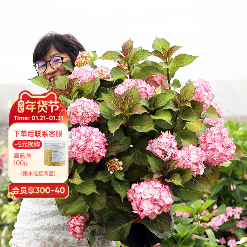 海蒂的花园粉色美女大花绣球花好养八仙花阳台庭院花卉植物盆栽苗,鲜花速递/花卉仿真/绿植园艺,绣球/木绣球/木本植物,淘宝优惠券,粉丝福利购,淘宝优惠卷