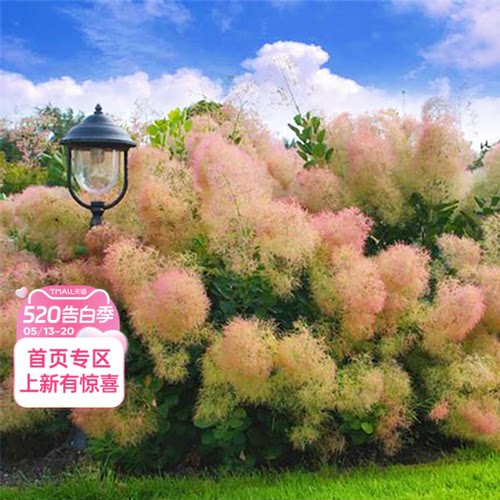 海蒂的花园 烟树庭院观花观叶花卉耐寒低维护多年生木本植物盆栽