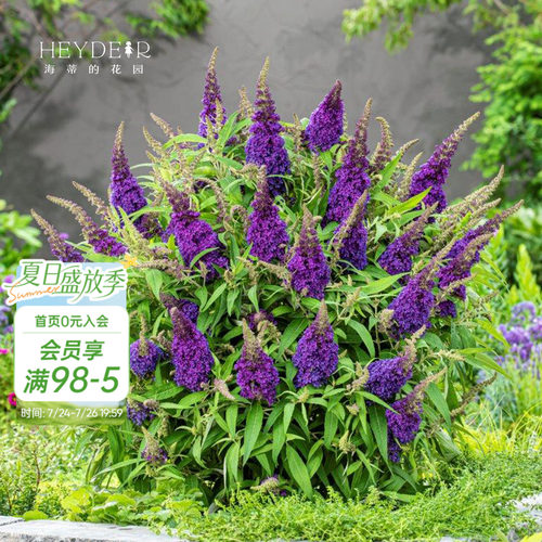 醉鱼草耐热多年生好养花期长