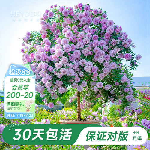 棒棒糖月季大苗带花苞