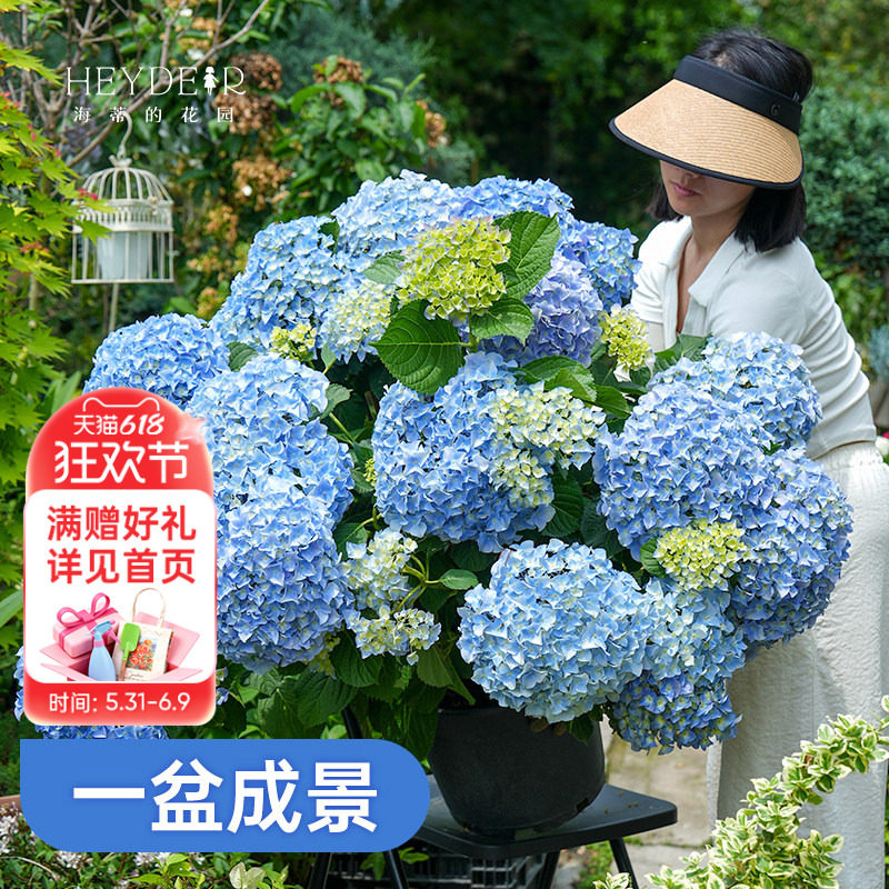 海蒂的花园官方旗舰店绣球花盆栽带花苞无尽夏绣球花大苗开花植物