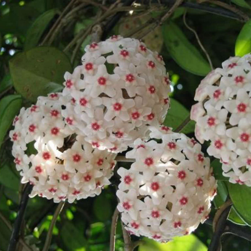 球兰观叶观花植物花团锦簇阳台室内办公桌绿植盆栽苗