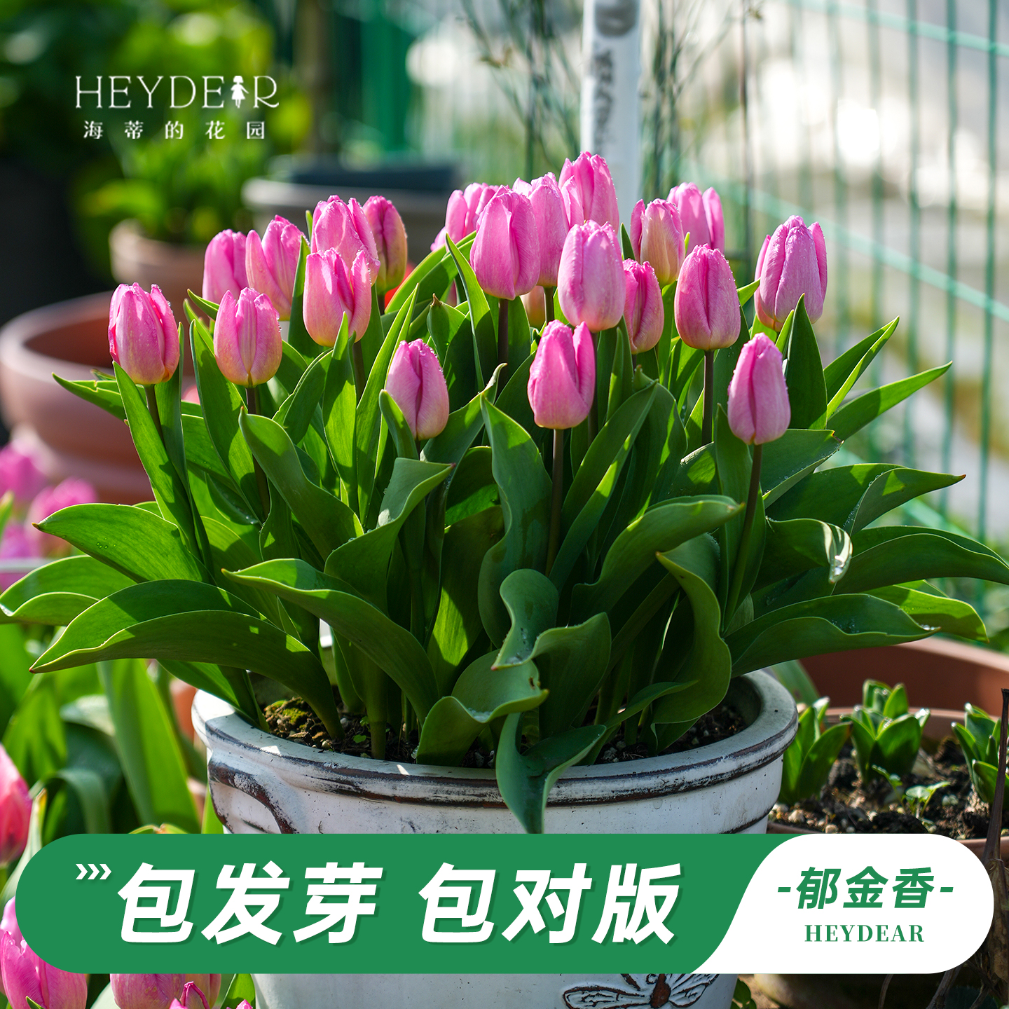 郁金香5度球球根花卉春季开花