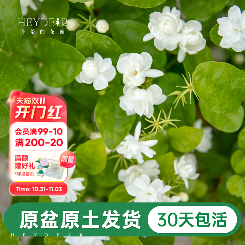 带花苞茉莉花30天养死包赔